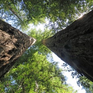 VW Partners With Conservation Fund and 3Degrees to Manage and Restore Redwoods